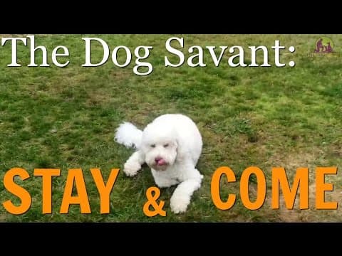 Off Leash Obedience Demo