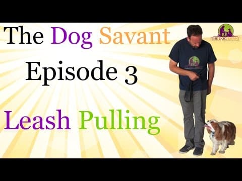 Stop Leash Pulling, Episode 3