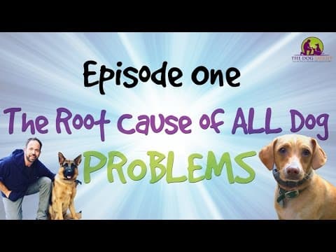 All Dog Problems, Episode 1