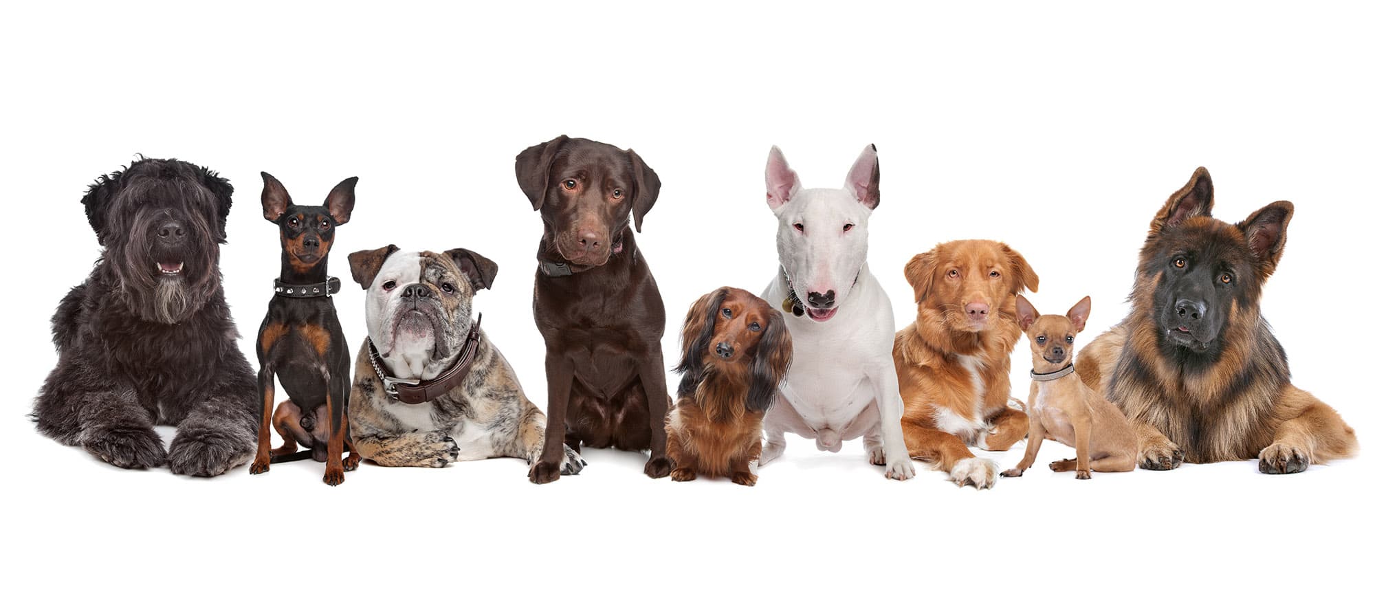 Bringing Home a Shelter Dog, the First 30 Days