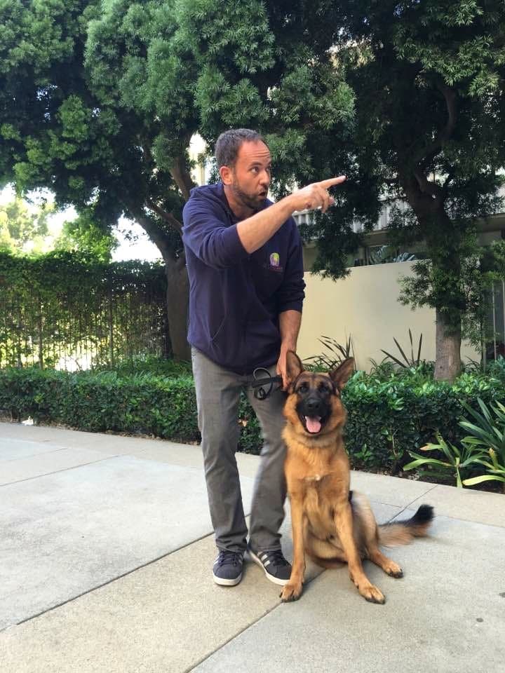 Brett Endes directing a German Shepherd on a loose leash outdoors in Anchorage