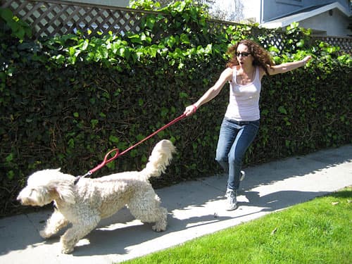 How to Stop a Dog Pulling on Leash