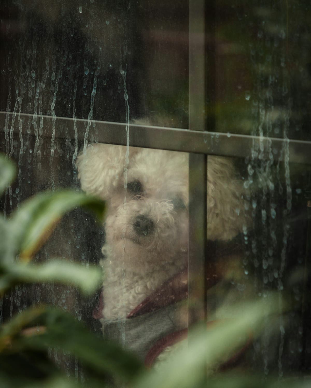 Dog Separation Anxiety Solutions That Actually Work