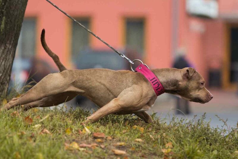 dog pulling on wide flat collar