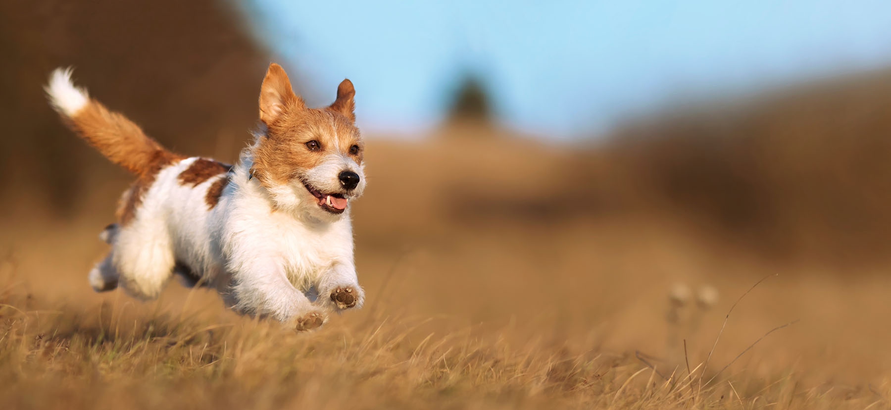 Anchorage Alaska Dog Training and puppy training near me