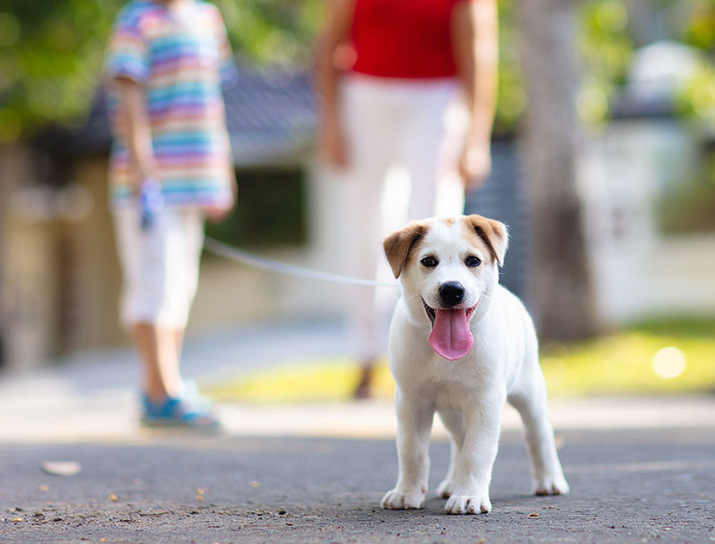 Anchorage puppy training