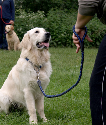Dog training, dog commands and basic obedience training in Anchorage, Alaska