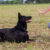 Dog Basic Obedience Training