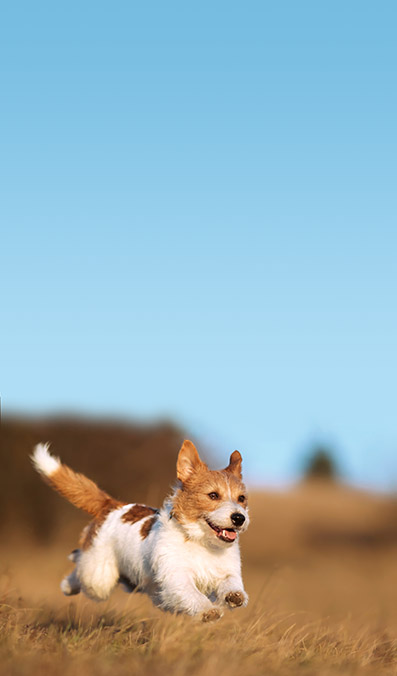Dog walking and leash pulling training in Alaska