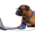 Online Dog Training